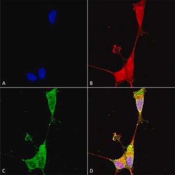 Monoclonal Anti-Notch1 - Atto 488 antibody produced in mouse clone S253-32, purified immunoglobulin