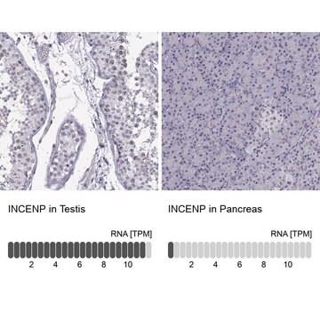 Anti-INCENP Prestige Antibodies&#174; Powered by Atlas Antibodies, affinity isolated antibody