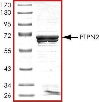 PTPN2, active, GST tagged human recombinant, expressed in E. coli, &#8805;70% (SDS-PAGE), buffered aqueous glycerol solution