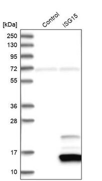 Anti-ISG15 antibody produced in rabbit Prestige Antibodies&#174; Powered by Atlas Antibodies, affinity isolated antibody, buffered aqueous glycerol solution