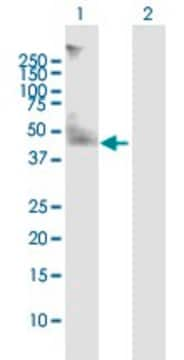 Anti-CD47 antibody produced in mouse purified immunoglobulin, buffered aqueous solution