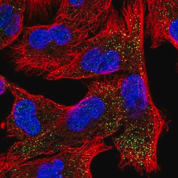 Anti-EPN2 antibody produced in rabbit Prestige Antibodies&#174; Powered by Atlas Antibodies, affinity isolated antibody