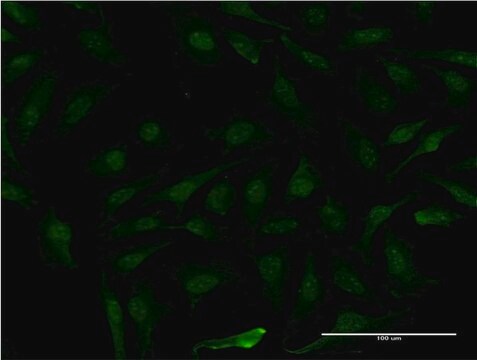 Monoclonal Anti-MAGEB1 antibody produced in mouse clone 3C1, purified immunoglobulin, buffered aqueous solution