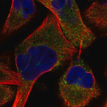 Anti-Prune2 Antibody Produced In Rabbit Prestige Antibodies&#174; Powered by Atlas Antibodies, affinity isolated antibody, buffered aqueous glycerol solution