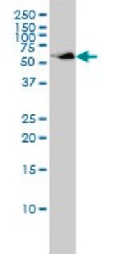 Monoclonal Anti-SUOX antibody produced in mouse clone 1H1, purified immunoglobulin, buffered aqueous solution