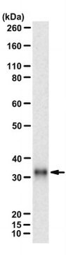 Anti-RNF4 Antibody, clone 11-3.1