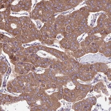 Anti-ITPR2 antibody produced in rabbit Prestige Antibodies&#174; Powered by Atlas Antibodies, affinity isolated antibody, buffered aqueous glycerol solution