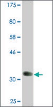 Monoclonal Anti-BMP8B antibody produced in mouse clone 6D6, ascites fluid