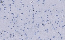 Anti-Dopamine Transporter Antibody, clone 1D2 ZooMAb&#174; Rabbit Monoclonal recombinant, expressed in HEK 293 cells