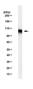 Anti-beta-Catenin Antibody, clone mAb-Cat1 clone mAb-Cat1, from rat