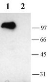 Anti-Potassium Channel Kv3.1b Antibody Chemicon&#174;, from rabbit
