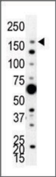 Anti-PI3KC2A (N-term) antibody produced in rabbit IgG fraction of antiserum, buffered aqueous solution