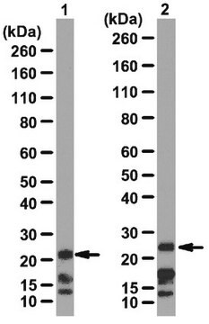 Anti-Cbx7 Antibody from rabbit, purified by affinity chromatography