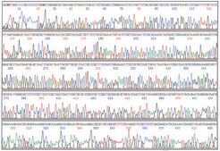 GenElute&#8482; Plasmid Miniprep Kit sufficient for 70&#160;purifications