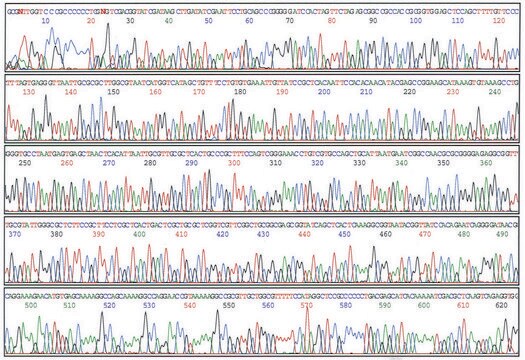 GenElute&#8482; Plasmid Miniprep Kit sufficient for 70&#160;purifications