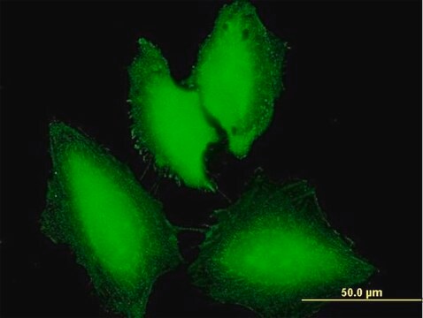 Anti-NXT1 antibody produced in mouse purified immunoglobulin, buffered aqueous solution