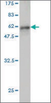 Monoclonal Anti-EPHA7 antibody produced in mouse clone 3D11, ascites fluid