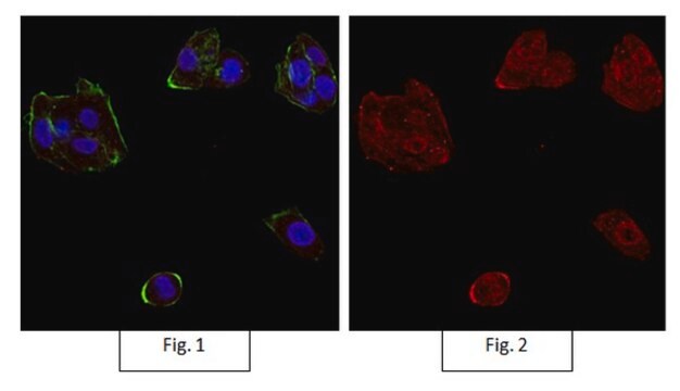 Anticorps anti-intégrine&nbsp;&#945;V&#946;3, clone&nbsp;LM609, conjugué au fluorochrome Alexa&nbsp;Fluor&#8482;&nbsp;555 clone LM609, from mouse, ALEXA FLUOR&#8482; 555
