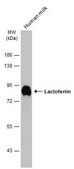 Anti-LTF antibody produced in rabbit affinity isolated antibody, buffered aqueous solution