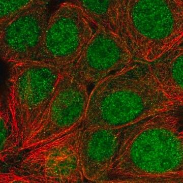 Anti-SKP1 antibody produced in rabbit Prestige Antibodies&#174; Powered by Atlas Antibodies, affinity isolated antibody