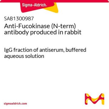 Anti-Fucokinase (N-term) antibody produced in rabbit IgG fraction of antiserum, buffered aqueous solution