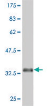 ANTI-EPHA5 antibody produced in mouse clone 6F4, purified immunoglobulin, buffered aqueous solution