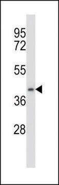 ANTI-DPAGT1 (N-TERM) antibody produced in rabbit IgG fraction of antiserum, buffered aqueous solution