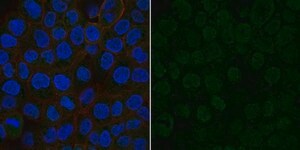 Anti-VEGF Antibody, Alexa Fluor&#8482; 488 Conjugate from rabbit, ALEXA FLUOR&#8482; 488