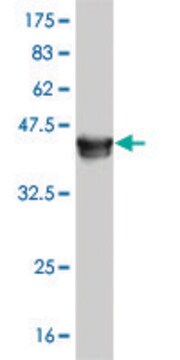 Monoclonal Anti-MAPK13 antibody produced in mouse clone 3G6, purified immunoglobulin, buffered aqueous solution