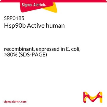 Hsp90b Active human recombinant, expressed in E. coli, &#8805;80% (SDS-PAGE)