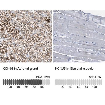 Anti-KCNJ5 antibody produced in rabbit Prestige Antibodies&#174; Powered by Atlas Antibodies, affinity isolated antibody, buffered aqueous glycerol solution