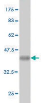 Monoclonal Anti-MGAT3 antibody produced in mouse clone 2G4, purified immunoglobulin, buffered aqueous solution