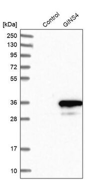 Anti-GINS4 antibody produced in rabbit Prestige Antibodies&#174; Powered by Atlas Antibodies, affinity isolated antibody, buffered aqueous glycerol solution, Ab2