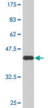 Monoclonal Anti-C3 antibody produced in mouse clone 5F9, ascites fluid