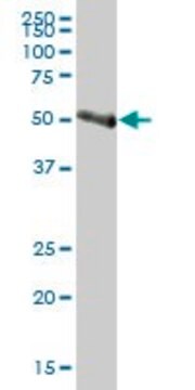 Anti-IL1R2 antibody produced in mouse IgG fraction of antiserum, buffered aqueous solution