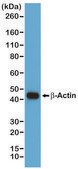 Anti-beta-Actin antibody, Rabbit monoclonal recombinant, expressed in HEK 293 cells, clone RM112, purified immunoglobulin