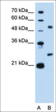 Anti-BCL2L1 antibody produced in rabbit IgG fraction of antiserum