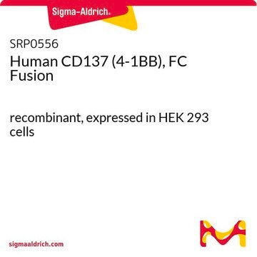 Human CD137 (4-1BB), FC Fusion recombinant, expressed in HEK 293 cells