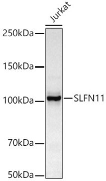 Anti-SLFN11 Antibody, clone 8G3G0, Rabbit Monoclonal