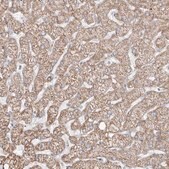 Anti-ETHE1 antibody produced in rabbit Prestige Antibodies&#174; Powered by Atlas Antibodies, affinity isolated antibody, buffered aqueous glycerol solution, ab3