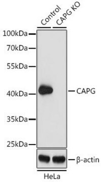 Anti-CAPG antibody produced in rabbit