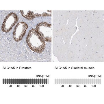 Anti-SLC1A5 antibody produced in rabbit Prestige Antibodies&#174; Powered by Atlas Antibodies, affinity isolated antibody, buffered aqueous glycerol solution