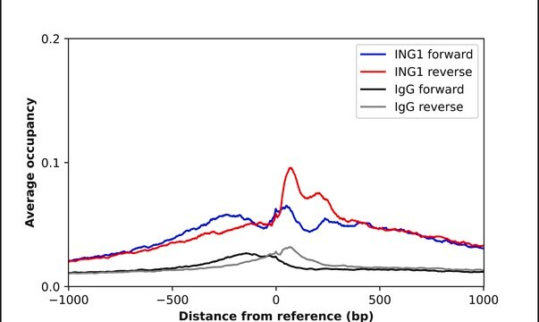 Anti-ING1 antibody produced in rabbit Prestige Antibodies&#174; Powered by Atlas Antibodies, affinity isolated antibody