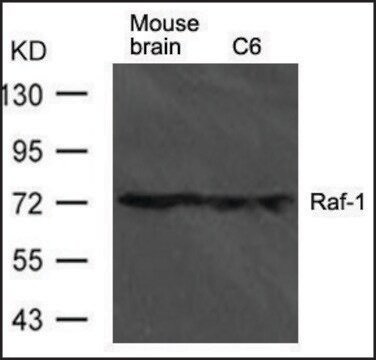 Anti-Raf1 antibody produced in rabbit affinity isolated antibody