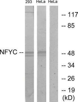 Anti-NFYC antibody produced in rabbit affinity isolated antibody