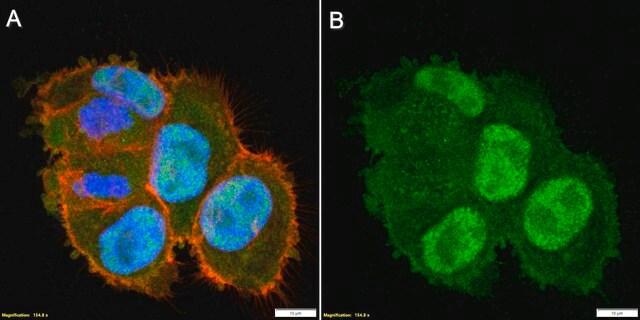 Anti-CDC20 Antibody, clone 2C9 ZooMAb&#174; Rabbit Monoclonal recombinant, expressed in HEK 293 cells