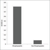 Anti-phospho-PLK1 (pSer137) antibody produced in rabbit affinity isolated antibody