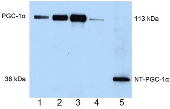 Anti-PGC-1&#945; Mouse mAb (4C1.3) liquid, clone 4C1.3, Calbiochem&#174;