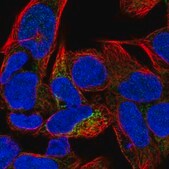 Anti-CA5B antibody produced in rabbit Prestige Antibodies&#174; Powered by Atlas Antibodies, affinity isolated antibody, buffered aqueous glycerol solution