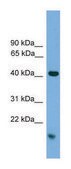 Anti-MAPK1 (C-terminal) antibody produced in rabbit affinity isolated antibody